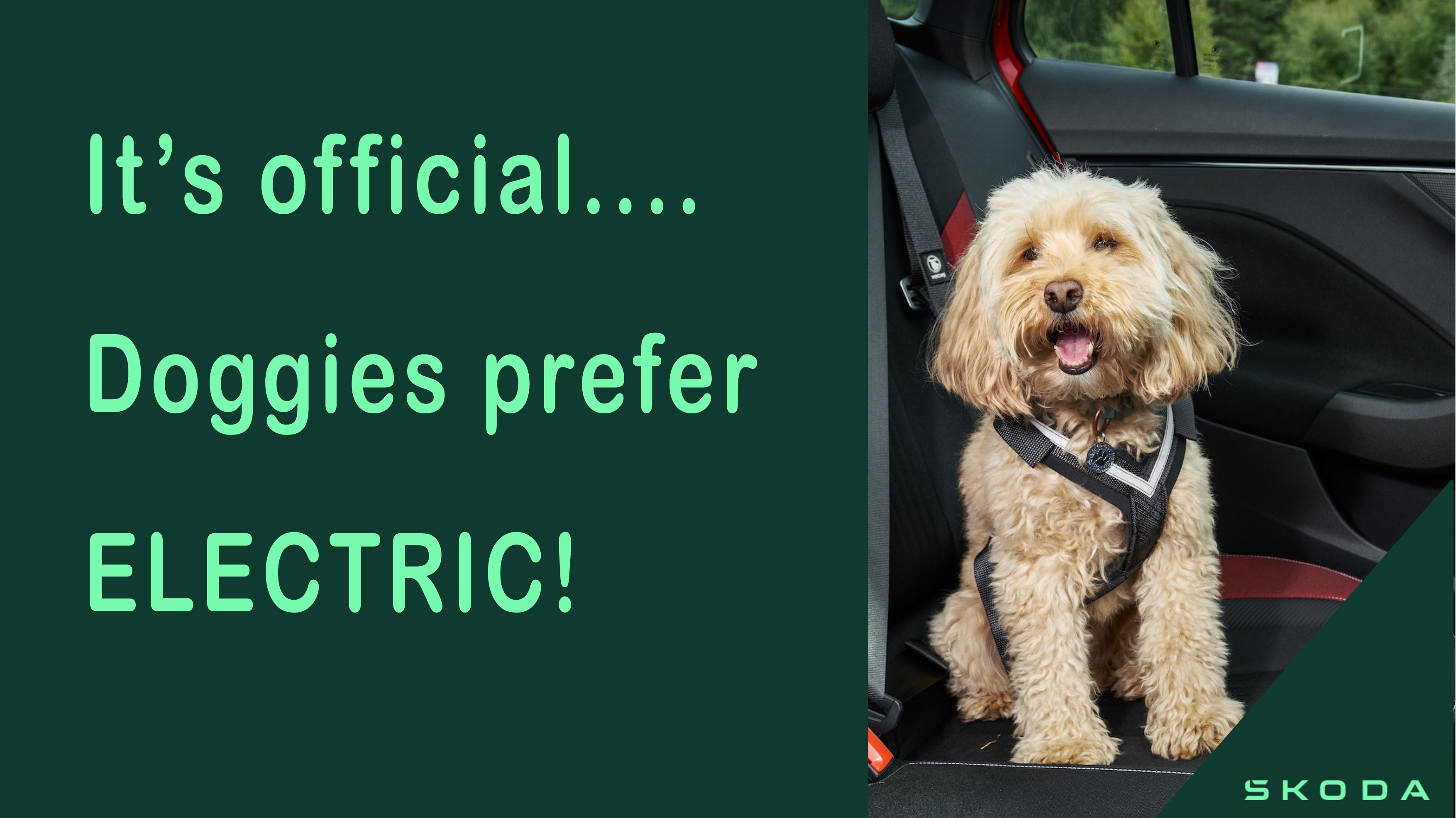 Research Shows Dogs Prefer Electric Cars Journeys